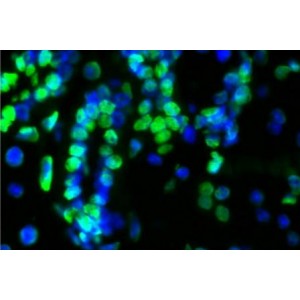 TUNEL LiFluor™ 488 Apoptosis Detection Kit (50 rxn)